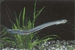 Fearsome Candiru
