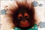 Monkey's need conditioner too.