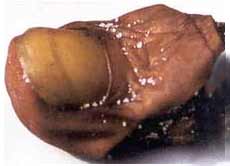 Mmmm Sour Toe. Yum.
