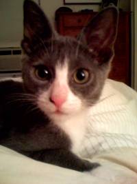 Soxcat